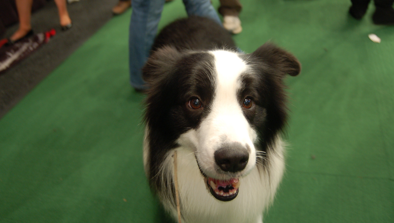 Illustration for article titled Lapdogs And Luxury Boxes: A New-Look MSG Welcomes The Westminster Dog Show